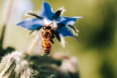 Ochrana včiel a ich podporovanie prostredníctvom pestrej výsadby