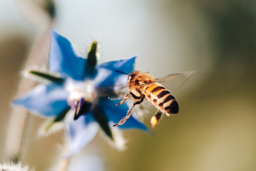 Borák lekársky a včela